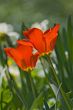 Red tulips