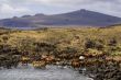 landscape with wild horses