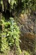 rain forest