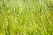 grass texture