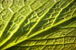 leaf texture