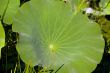 green texture