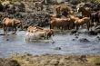 wild horses