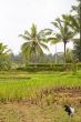 rice and palm trees