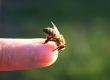 bee on the finger