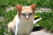 red cat