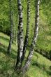 birchen small wood