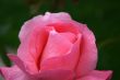 aromatic rose