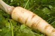 Root Parsley on Leaves