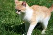 cat on the  grass