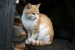 cat on the  firewood