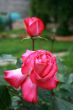two  roses