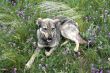 grey dog