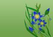 wildflowers
