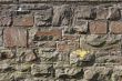 Wall
