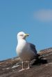 Seagull