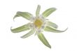 edelweiss
