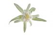 edelweiss