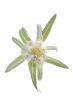 edelweiss
