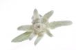 edelweiss