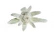 edelweiss