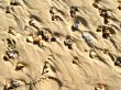 pebbles in the sand