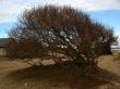 Windswept beach bush