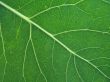 Poplar leaf