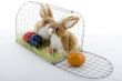 Easter bunny in a cage
