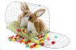 Easter bunny in a cage