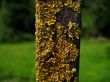 lichen moss
