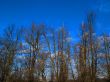 Winter branches and blue sky