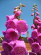 Foxgloves and blue sky