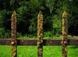 Moss lichen on an iron fence