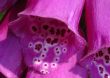 foxglove