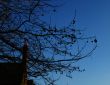 winter trees