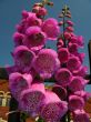foxglove against blue sky