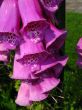 Foxglove