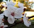 small white flower macro