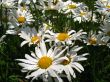 Group of large daisies