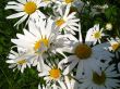 Large daisies