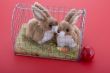 Easter bunny in a cage