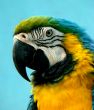 parrot Ara araruana