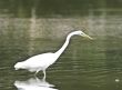Beauty of Birds