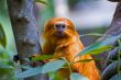 Golden Tamarin Monkey