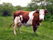 white-brown cow