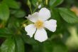 rambling rose flower