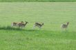 female fallow deer