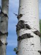 birch tree