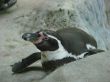 penguin galapagossky Spheniscus mendiculus